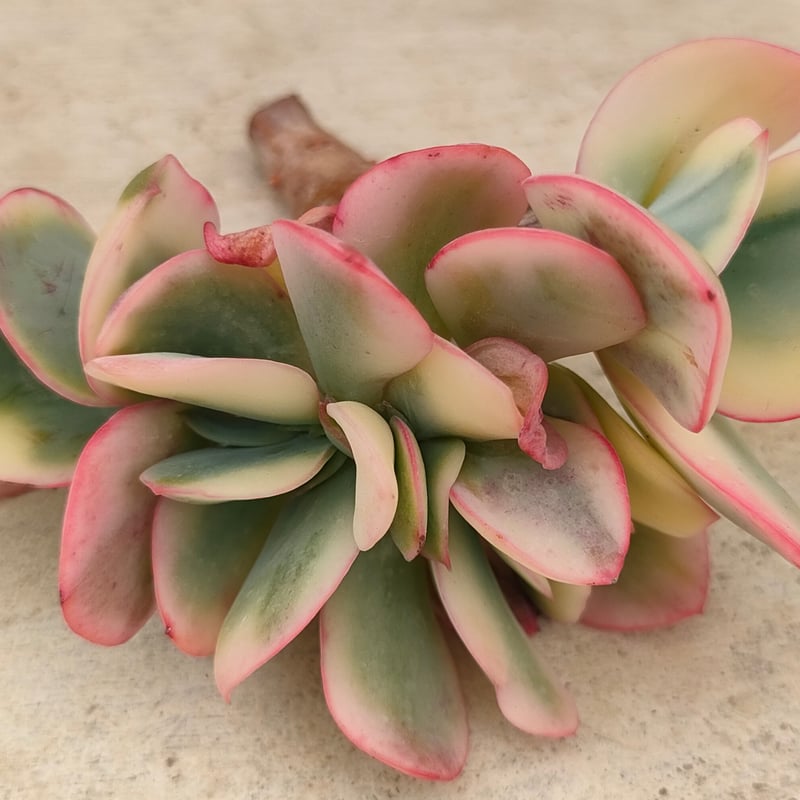 専用　多肉植物　リヤド錦　カット ジュリア錦綴化エケベリア カット苗 | 多肉植物カット苗の通販