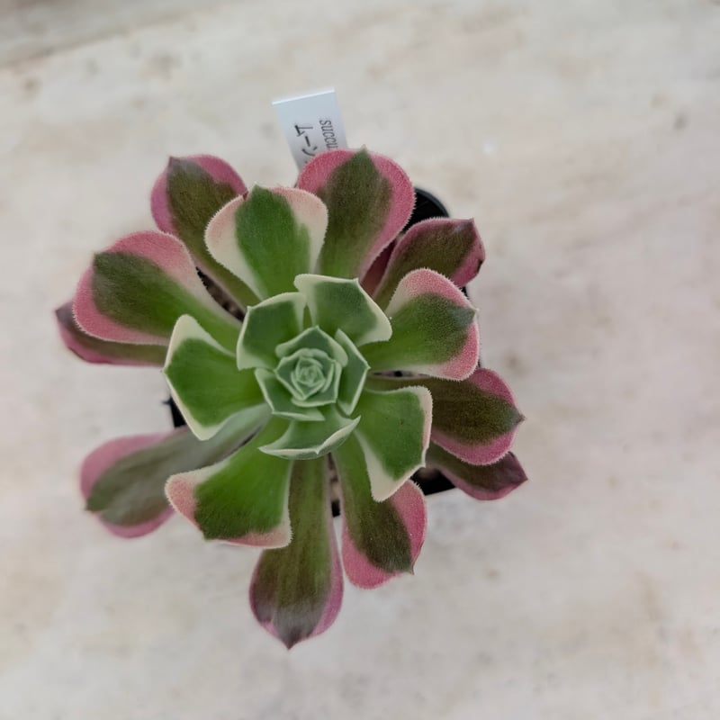 ムーンリバー アエオニウム 土付き 宅急便発送 | 多肉植物カット苗の