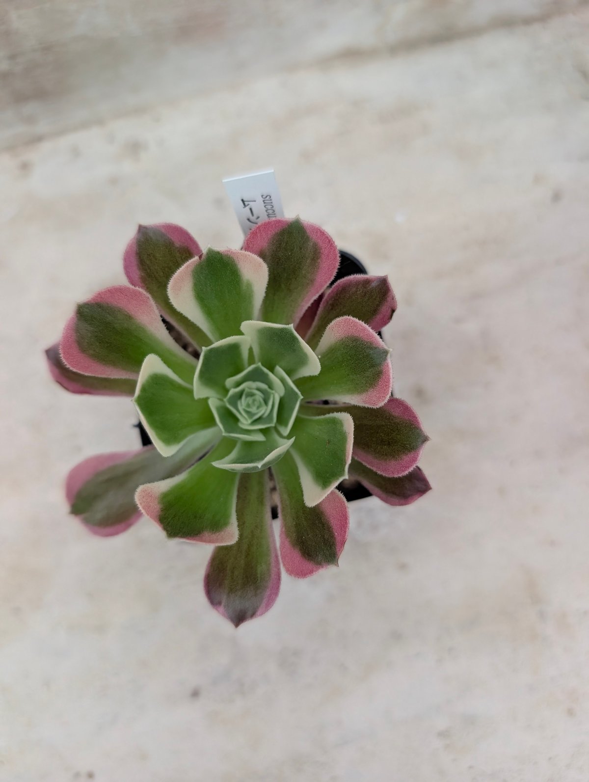 ムーンリバー アエオニウム 土付き 宅急便発送 | 多肉植物カット苗の