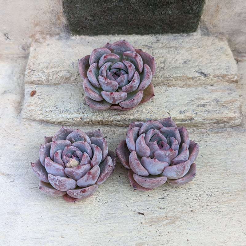 多肉植物　キャロライン　韓国苗 多肉植物 キャロライン 韓国苗 - メルカリ