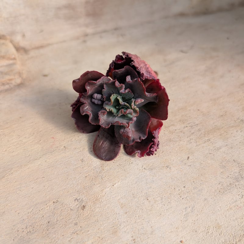 多肉植物 韓国苗 スピードバンプ スピードバンプ エケベリア カット苗 | 多肉植物カット苗の通販