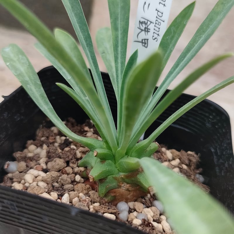 笹蟹鉄甲 ユーフォルビア 抜き苗 | 多肉植物カット苗の通販