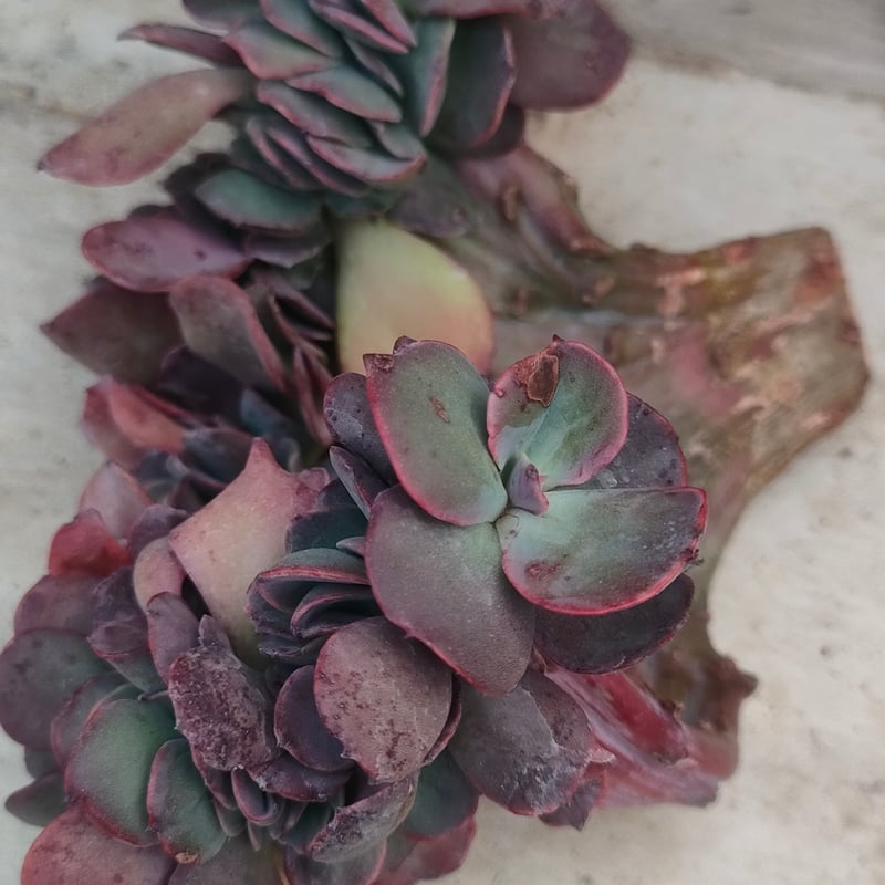 スヨン綴化 エケベリア カット苗 | 多肉植物カット苗の通販
