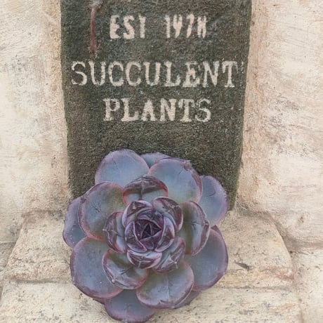 商品一覧 | 多肉植物カット苗の通販 | エケベリア(韓国苗)多肉植物専門