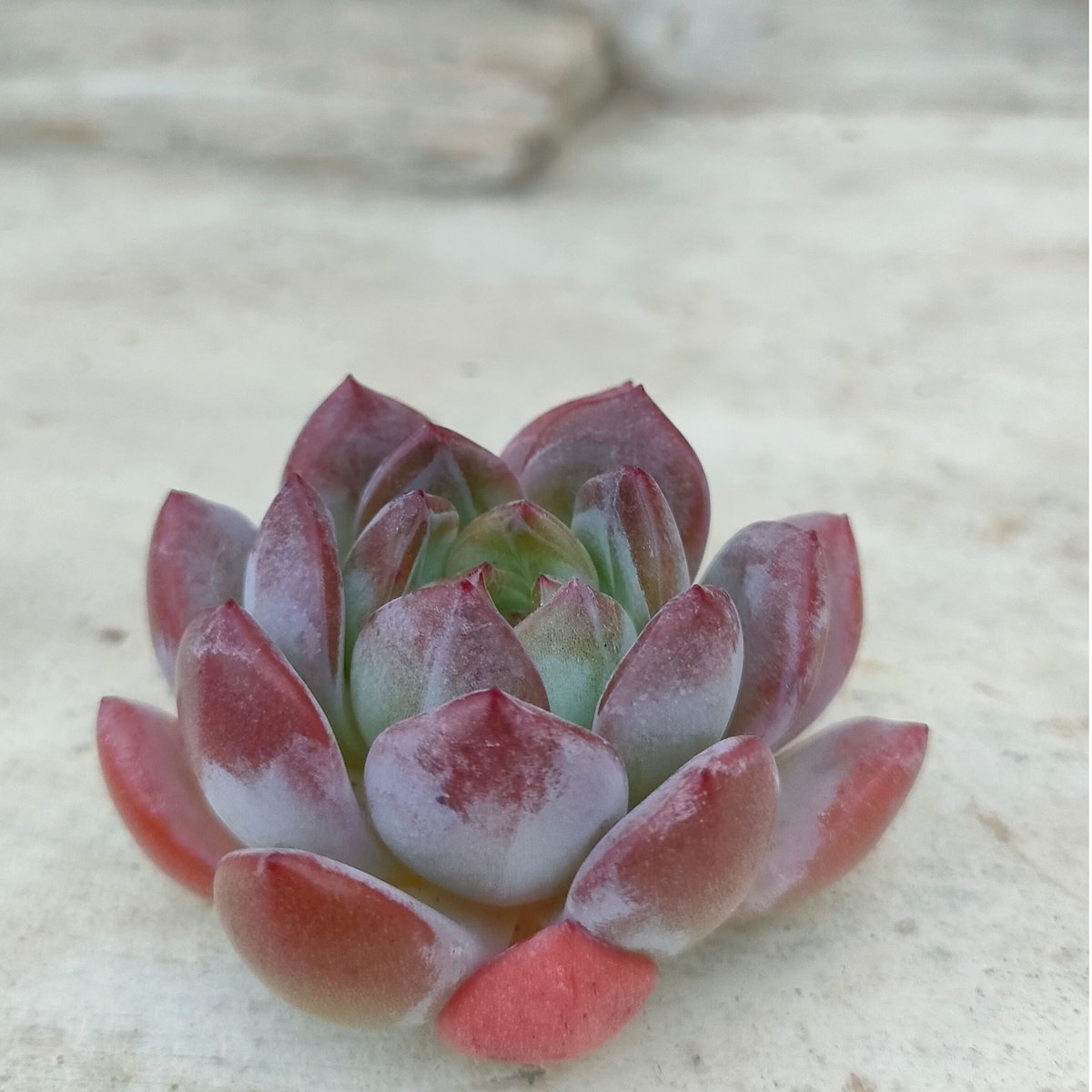 スターマーク エケベリア カット苗 | 多肉植物カット苗の通販 