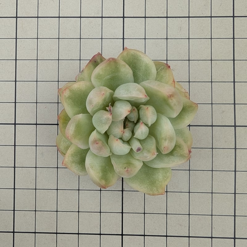 ま*こ様 A334　イチゴアイス錦　18株　多肉植物 抜き苗 エケベリア 韓国苗 18株の抜き苗セット】イチゴアイス錦 多肉植物 佐川急便発送