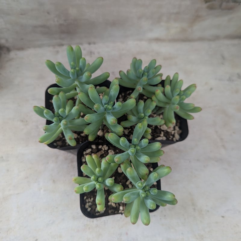 売却済み。3/30訳有り七福神(抜き苗)多肉植物セダム 多肉植物 七福神hyb【抜き苗】 - メルカリ