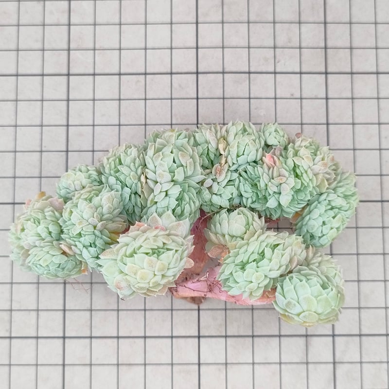 プリンセスジーナ◎多肉植物 カット苗 輸入苗 エケベリア等 シュガープリンセス綴化 エケベリア カット苗 | 多肉植物カット苗の
