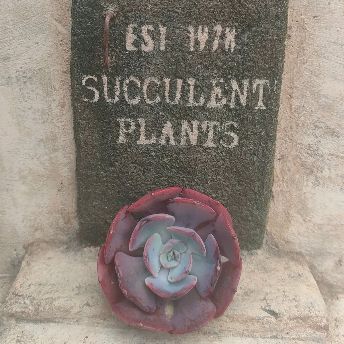 ミューズリー エケベリア カット苗 | 多肉植物カット苗の通販