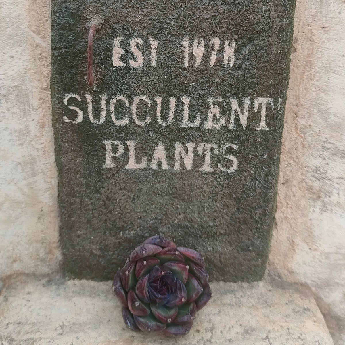 ブラックベア エケベリア カット苗 | 多肉植物カット苗の通販