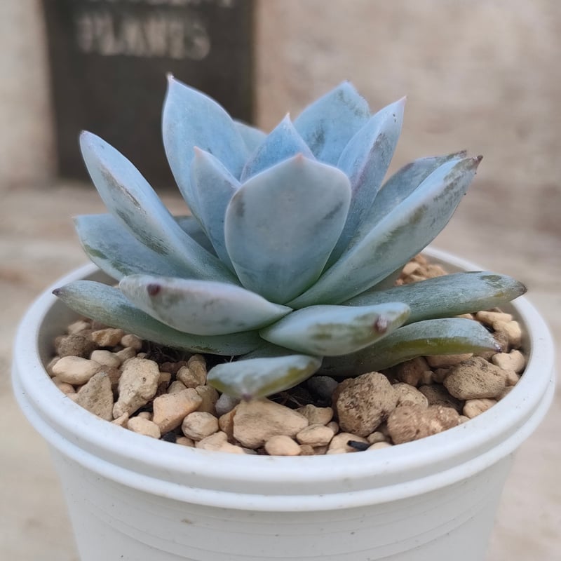 ブルーバード 韓国苗 カット苗 大きめ 多肉植物 ブルーバード エケベリア 抜き苗 | 多肉植物カット苗の通販