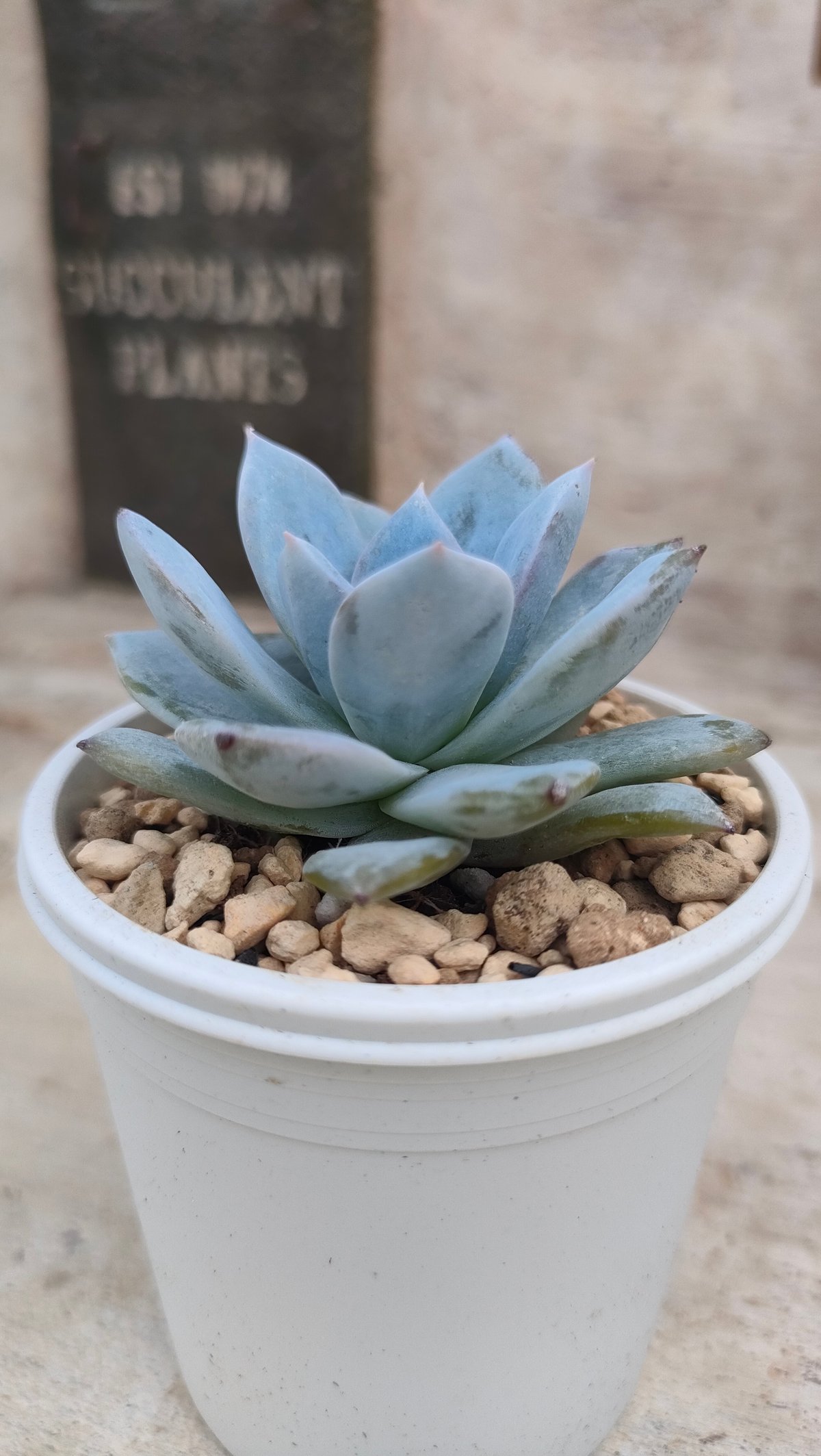 ブルーバード エケベリア 抜き苗 | 多肉植物カット苗の通販