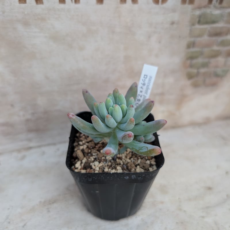 ロッティx乙女心 セダム交配 抜き苗 | 多肉植物カット苗の通販