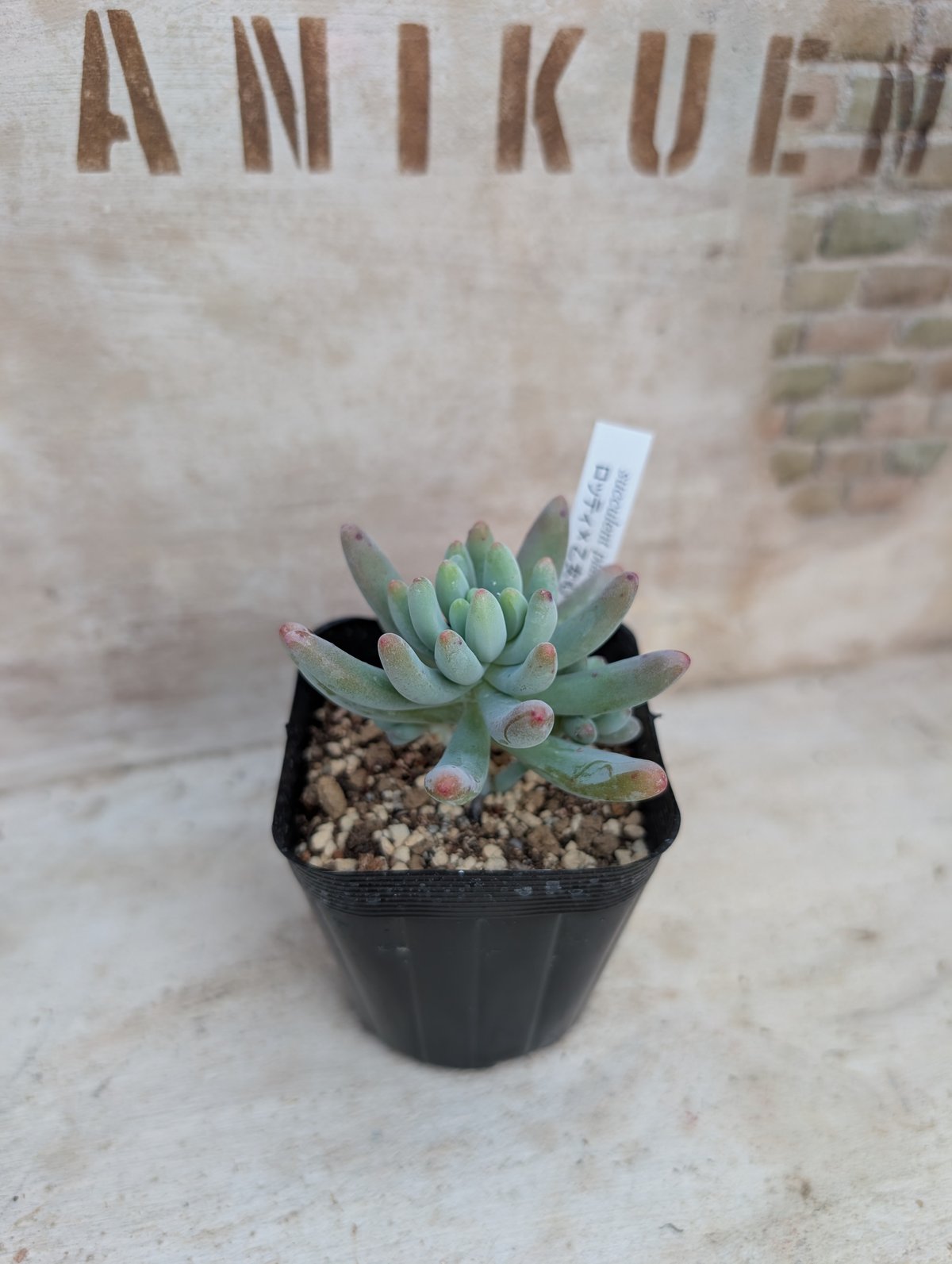 ロッティx乙女心 セダム交配 抜き苗 | 多肉植物カット苗の通販