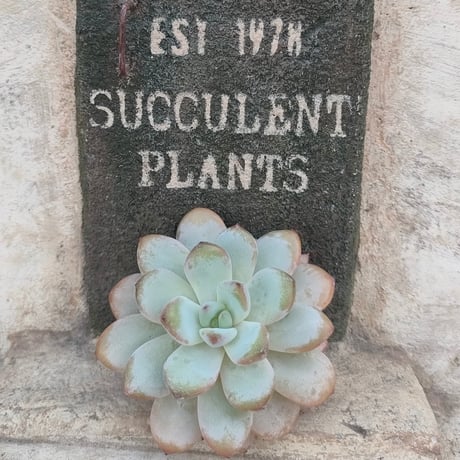 韓国苗♪ノーブル♪カット苗♪ 商品一覧 | 多肉植物カット苗の通販 | エケベリア(韓国苗)多肉