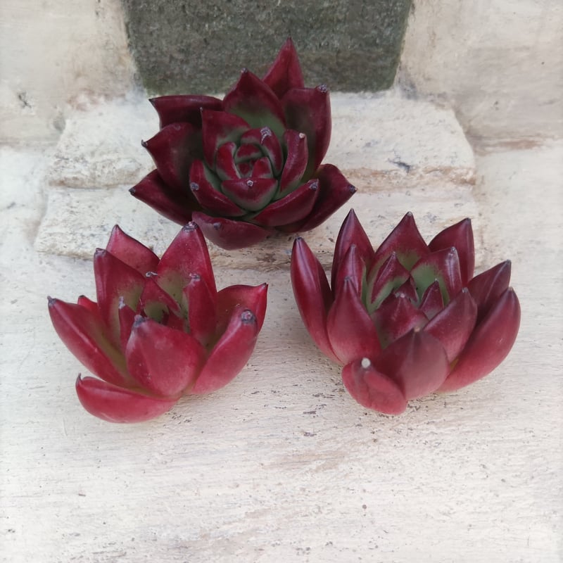 そ*い様 M509 ロビン 105苗 多肉植物 土と根付き エケベリア 韓国苗