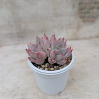 ネオンライト エケベリア カット苗 | 多肉植物カット苗の通販