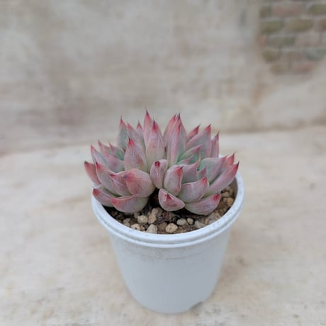 17.多肉植物 エケベリア 韓国苗 名無し 商品一覧 | 多肉植物カット苗の通販 | エケベリア(韓国苗)多肉植物専門