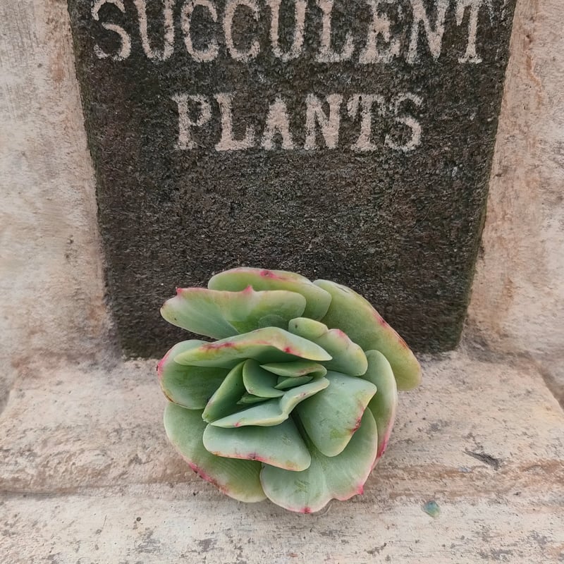 多肉☆ピーチプリデ（特大）・抜き苗 多肉☆ピーチプリデ（特大）・抜き苗 ピーチプリデ多肉植物 抜き苗