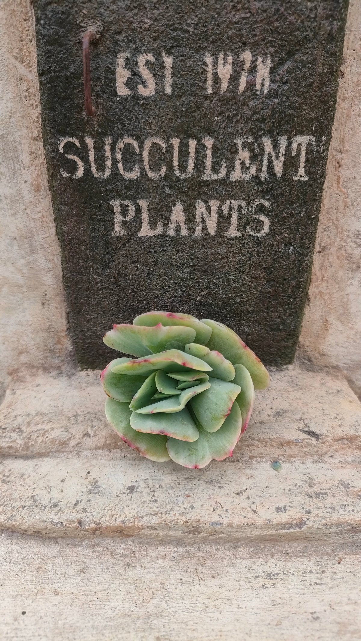 ピーチプリデ錦 エケベリア カット苗 | 多肉植物カット苗の通販