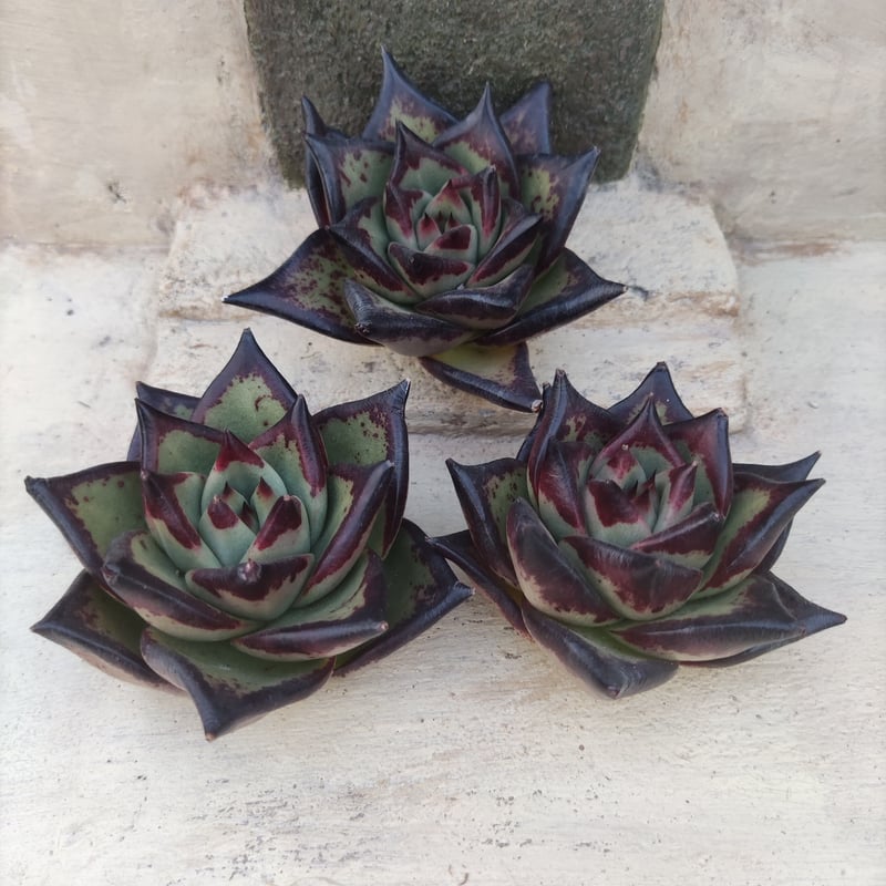 エボニー スーパークローン【多肉植物】