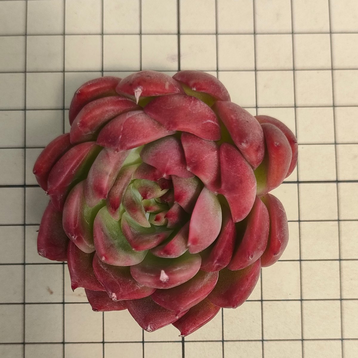 ディープレッド エケベリア カット苗 | 多肉植物カット苗の通販