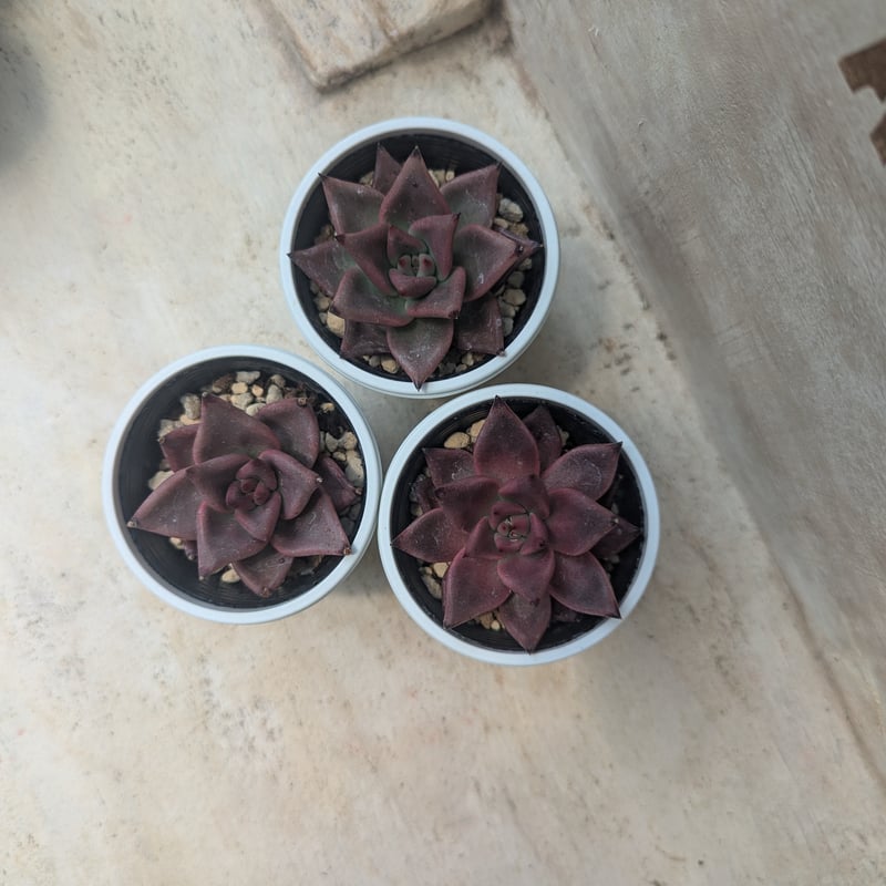 ブラッドロメオ エケベリア 抜き苗 | 多肉植物カット苗の通販