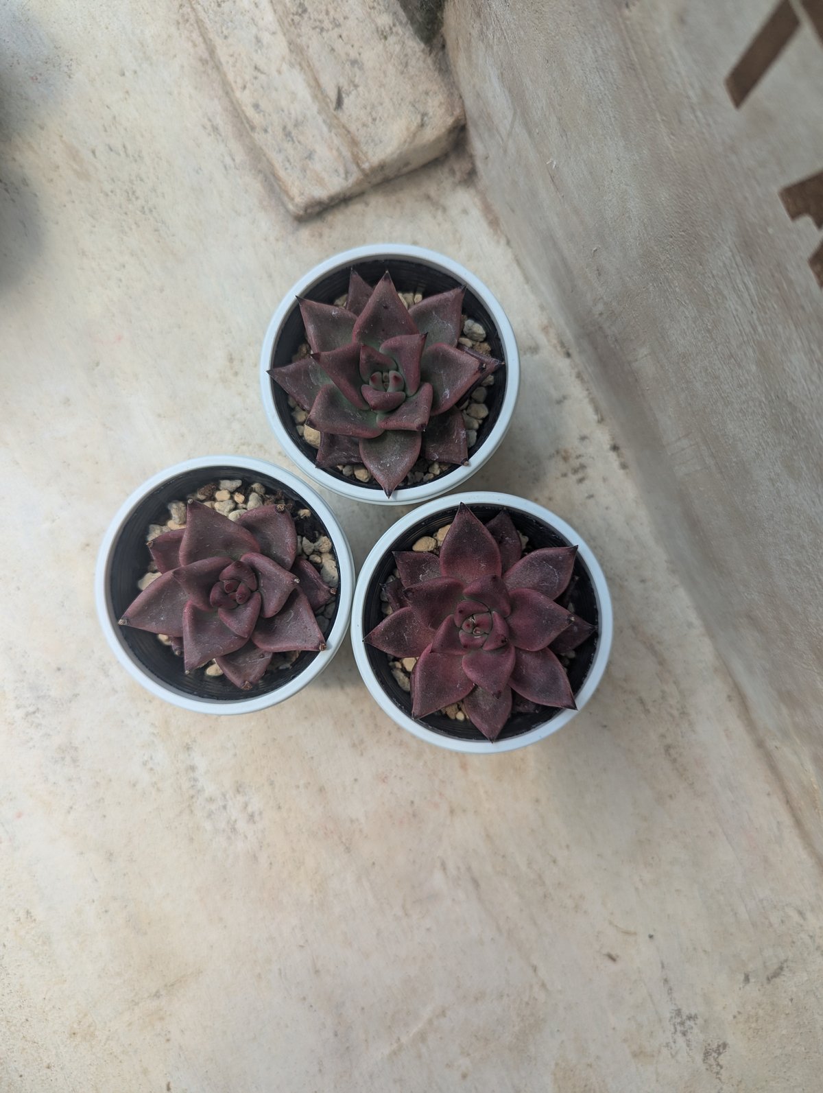ブラッドロメオ エケベリア 抜き苗 | 多肉植物カット苗の通販