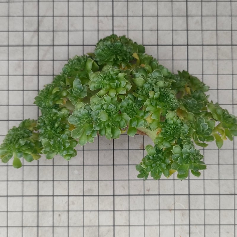 ロンギシマ綴化 エケベリア カット苗 | 多肉植物カット苗の通販