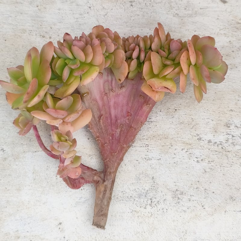 デーモンレルム◎多肉植物 カット苗 韓国苗 エケベリア等 多肉植物26フェロモン エケベリア 韓国苗 - メルカリ