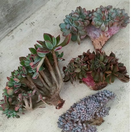 商品一覧 | 多肉植物カット苗の通販 | エケベリア(韓国苗)多肉植物専門