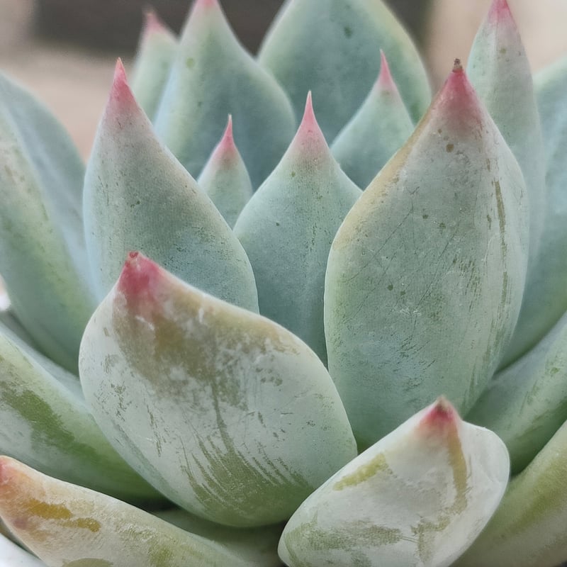 シャキノ エケベリア | 多肉植物カット苗の通販 | エケベリア(韓国苗