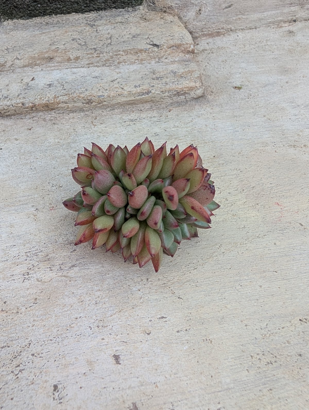 マンディ綴化 エケベリア カット苗 | 多肉植物カット苗の通販