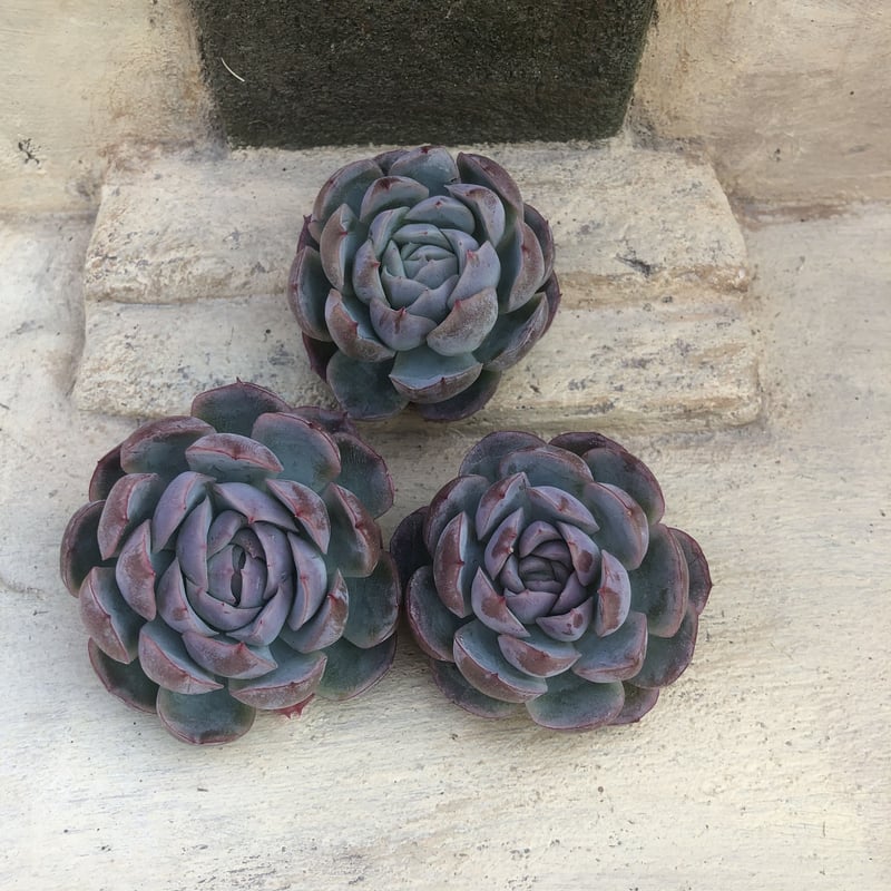 カット苗♥️ツインベリー✕毒ドラゴン✨ カット苗♥️ツインベリー✕毒ドラゴン✨