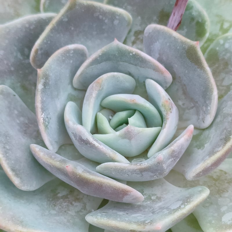 ピンクラテ エケベリア | 多肉植物カット苗の通販 | エケベリア(韓国苗