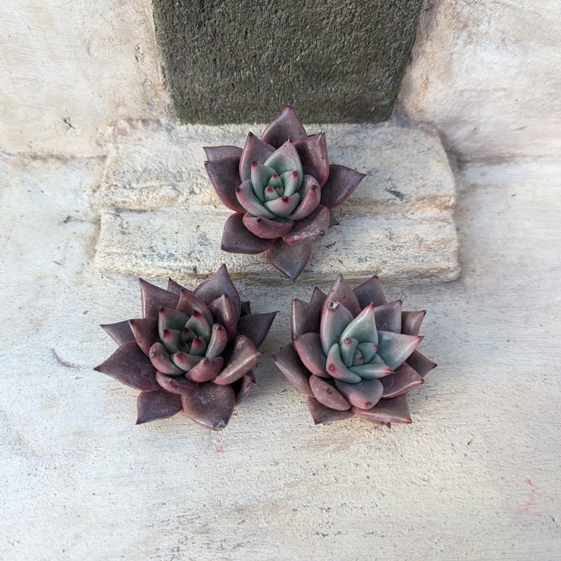 ブラッドロメオ エケベリア カット苗 | 多肉植物カット苗の通販