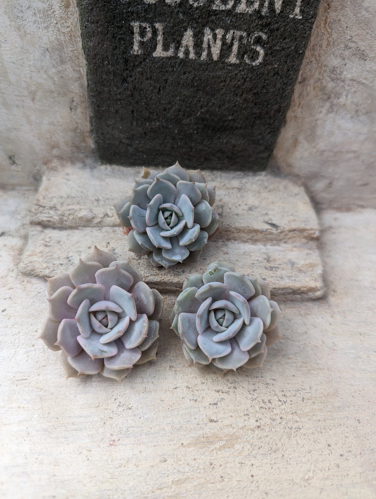 Srmke様ご確認用・多肉☆ピンクバタフライ・３苗 PREMIUM】 抜き苗 ピンクバタフライ 3頭群生 Echeveria 'Pink