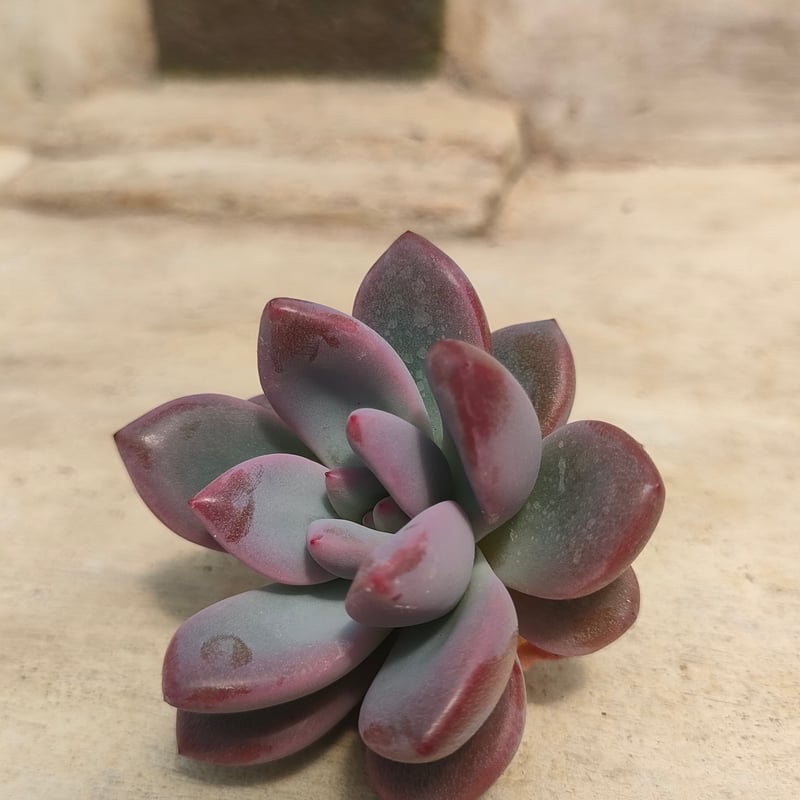 ダミアン エケベリア カット苗 | 多肉植物カット苗の通販 | エケベリア