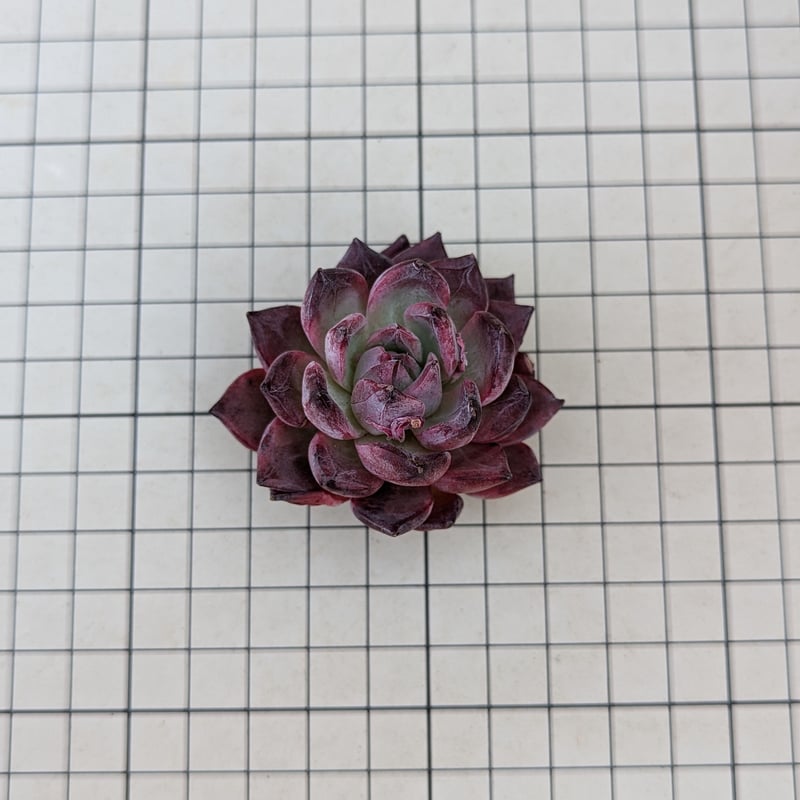 アランフェス エケベリア カット苗 | 多肉植物カット苗の通販