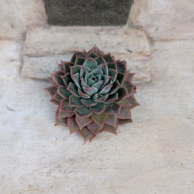 エレガンス◎多肉植物 カット苗 韓国苗 エケベリア等 花様年華 エケベリア カット苗 | 多肉植物カット苗の通販 | エケベリア