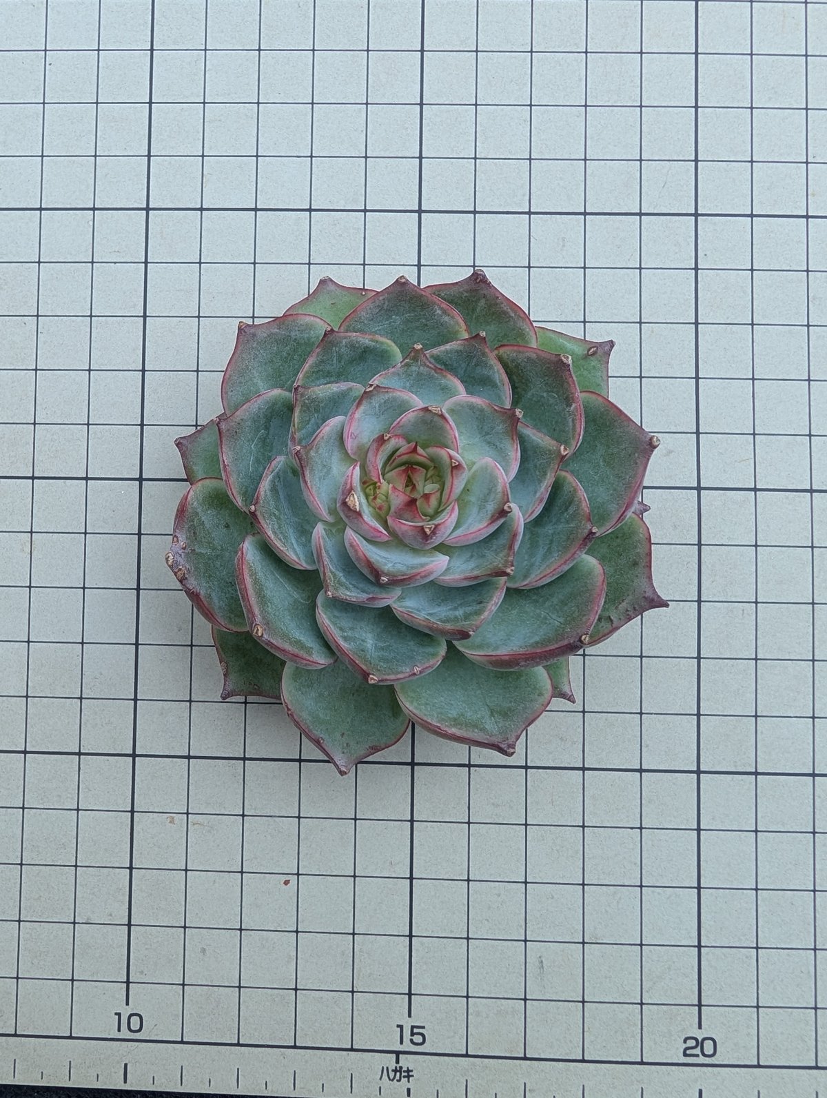 多肉植物 韓国苗 エケベリア チュプス カカオチップス エケベリア カット苗 | 多肉植物カット苗の通販
