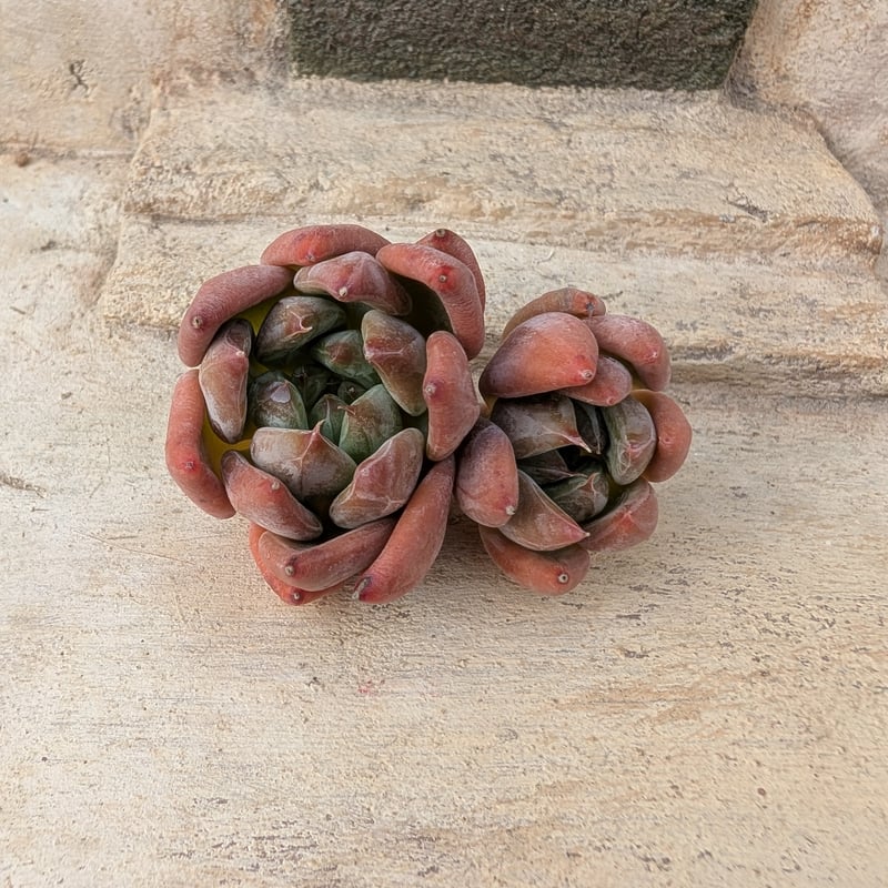 シルバーブーム錦◎多肉植物 カット苗 韓国苗 エケベリア等 楽天