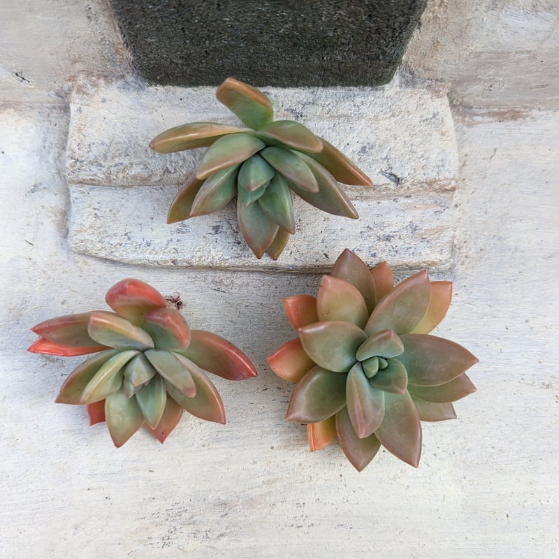 多肉植物　ブラッドブリアナ錦　一点のみ　カット苗 多肉植物 ブラッドブリアナ錦 一点のみ カット苗 エケベリア