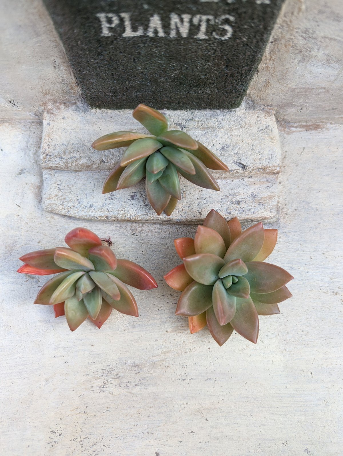 多肉植物　ブラッドブリアナ錦　一点のみ　カット苗 多肉植物ブラッドブリアナ錦一点のみカット苗