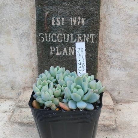 多肉植物カット苗の通販 | エケベリア(韓国苗)多肉植物専門店 | 森の多肉園