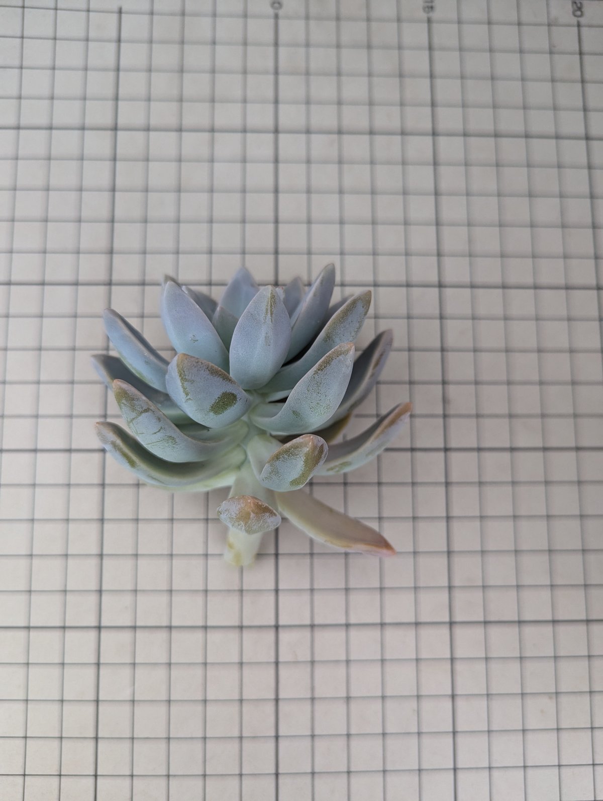 ゴースティ グラプトセダム カット苗 | 多肉植物カット苗の通販 ゴースティ グラプトセダム カット苗 | 多肉植物カット苗の通販