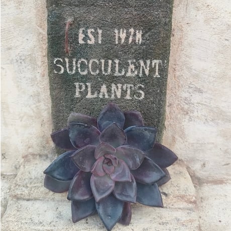 商品一覧 | 多肉植物カット苗の通販 | エケベリア(韓国苗)多肉植物専門