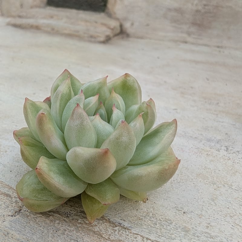 アイスエイジ錦 エケベリア カット苗 | 多肉植物カット苗の通販
