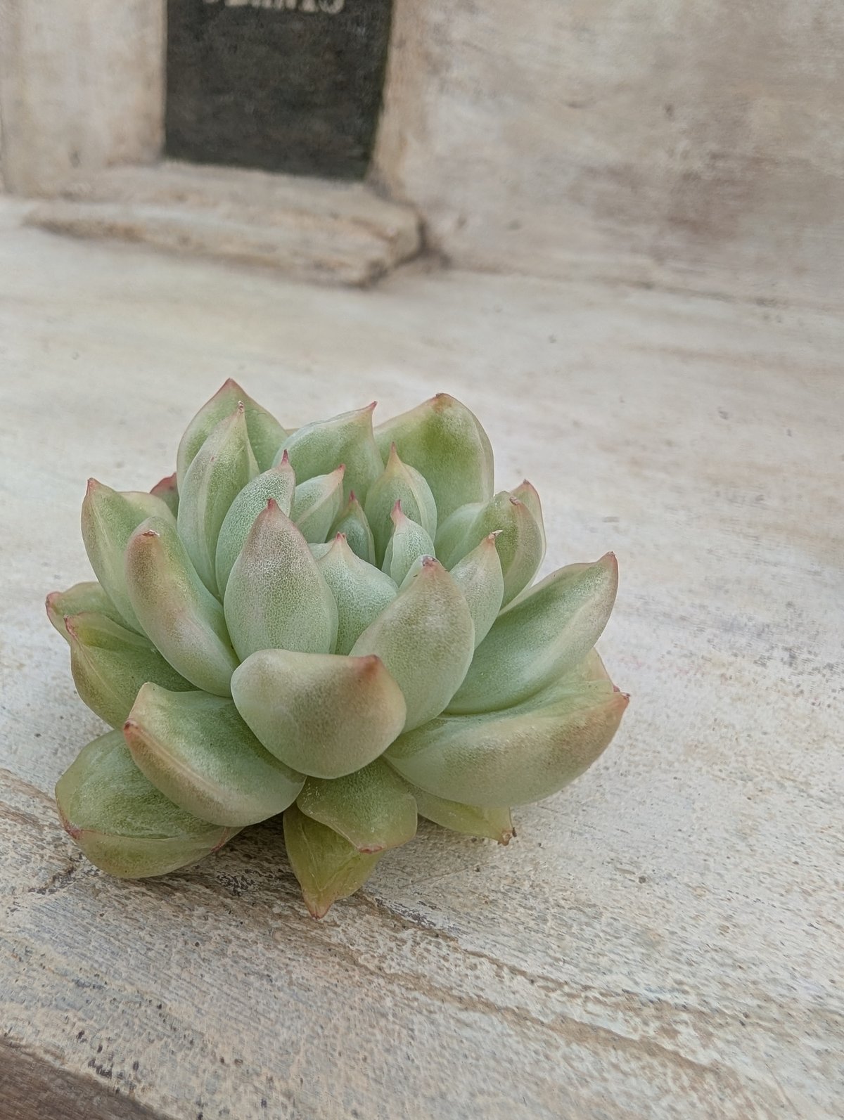 アイスエイジ錦 エケベリア カット苗 | 多肉植物カット苗の通販