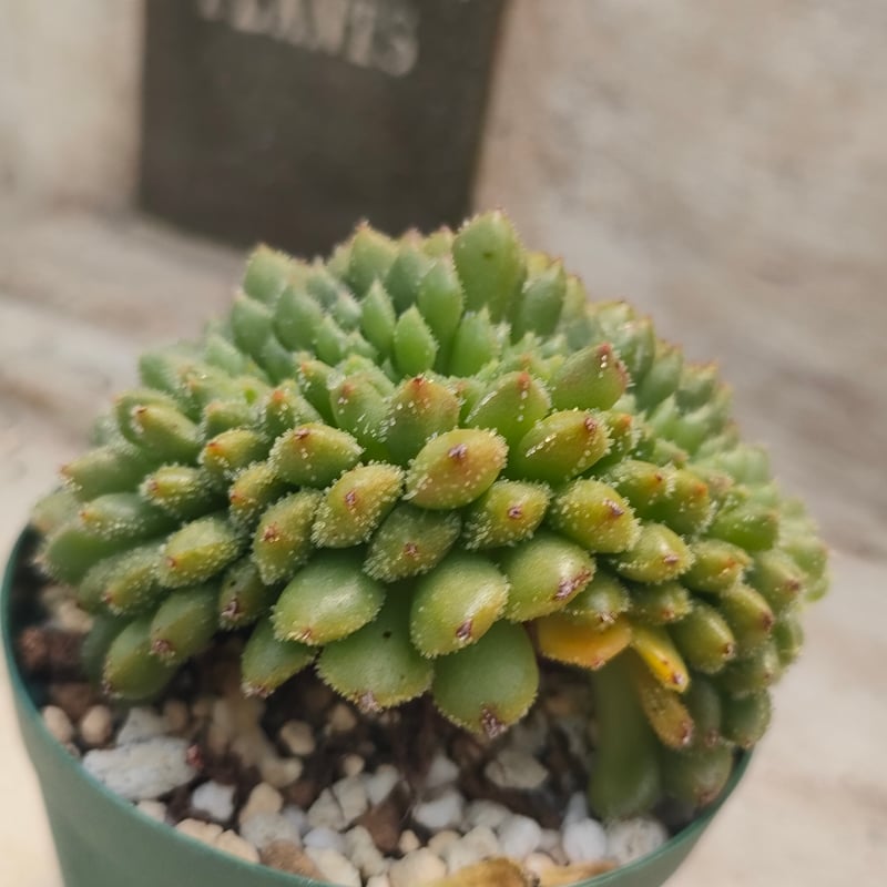 キャロル綴化 エケベリア 抜き苗 | 多肉植物カット苗の通販